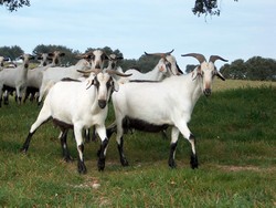 Caprina Serpentina 2