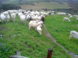 Galega Bragancana 2 rd