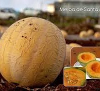 Meloa de Santa Maria — Açores IGP