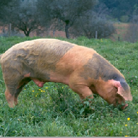 Carne de Bísaro Transmontano / Carne de Porco Transmontano DOP