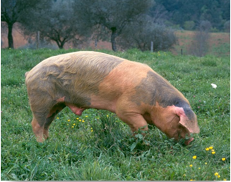 Carne de Bísaro Transmontano / Carne de Porco Transmontano DOP