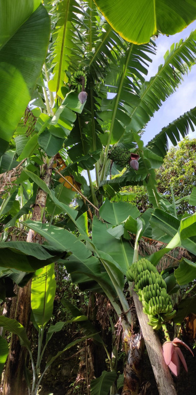 Banana dos Açores IG 