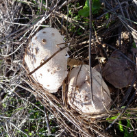 Cogumelos Silvestres  