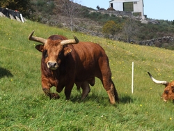 Barrosa 1