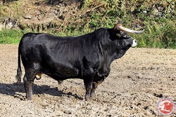 Raça Bovina Maronesa