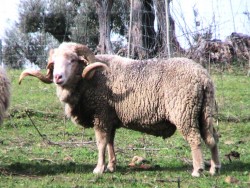 Merino Beira Baixa 1