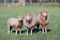Merino Branco 1 rd