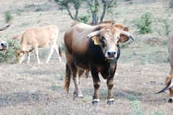 Raça Bovina Mirandesa