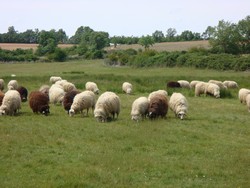 Ovina Mirandesa 2