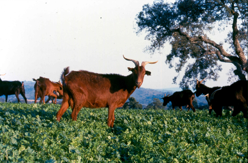Cabrito Charnequeiro