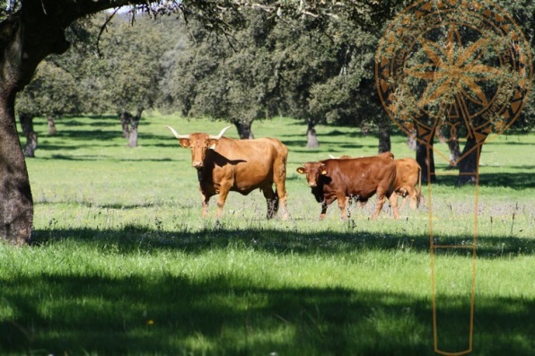 Carnalentejana DOP