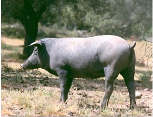 Carne de Porco Alentejano DOP