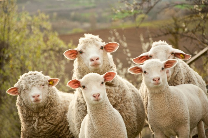 Cabras da Serra da Estrela