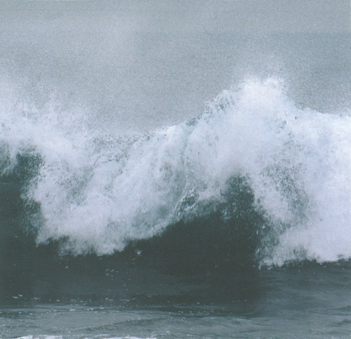 Algas Agaratilas
