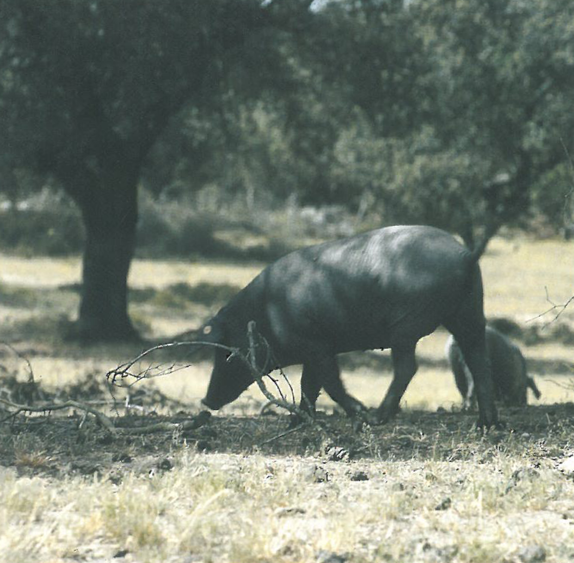 Paio de Lombinho